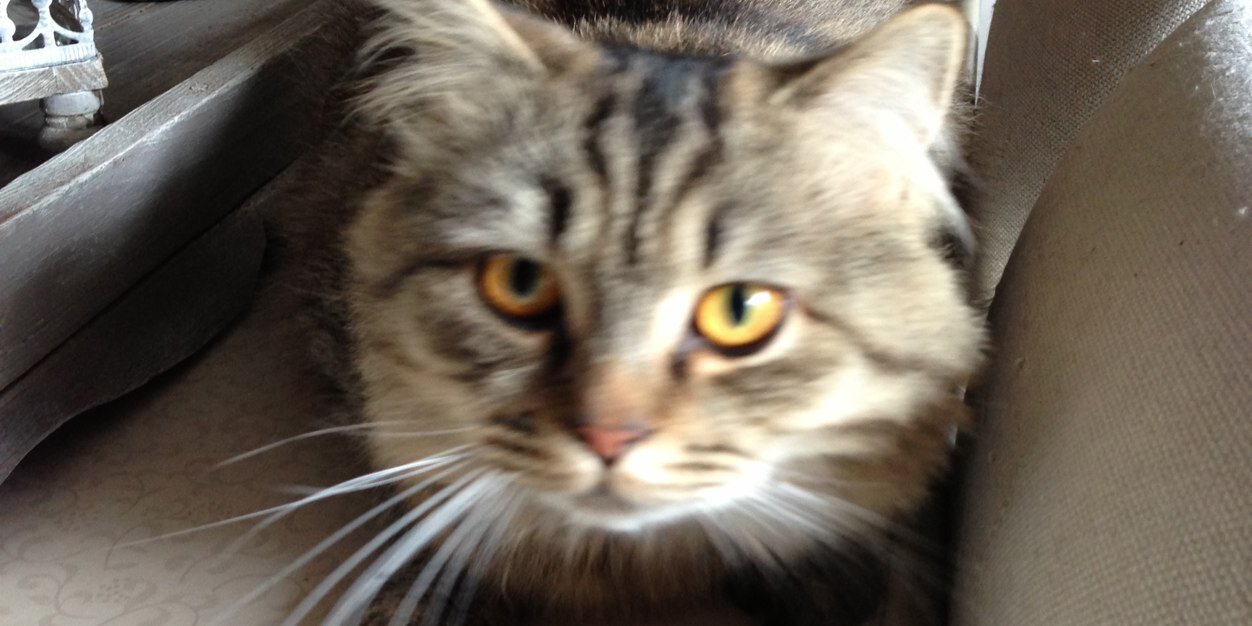 MollyLoffet's profile banner image