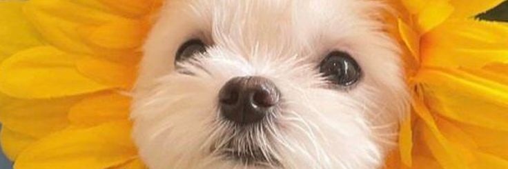 Perrito Traumado banner