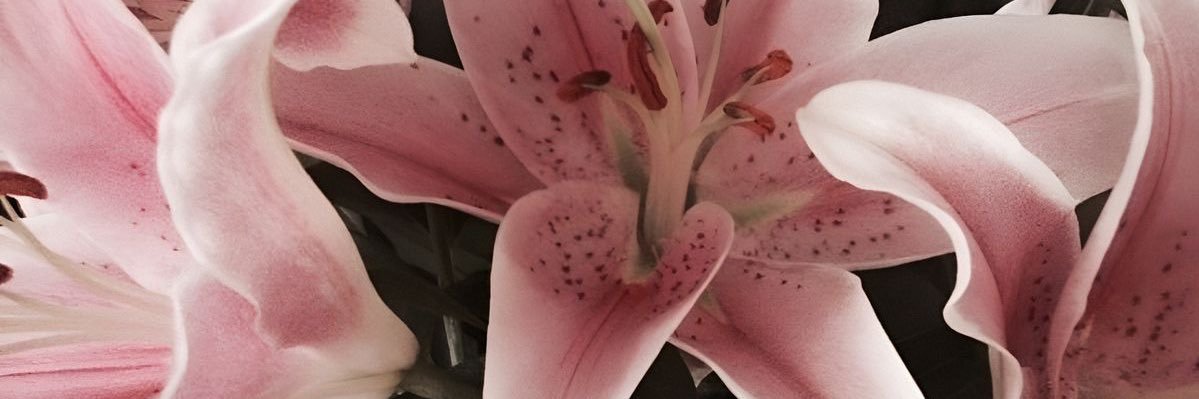 duda♡ banner