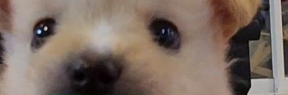 Kidtuengfan banner
