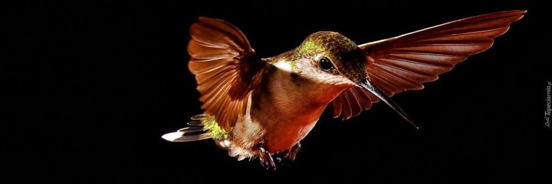 kolibri.93's banner