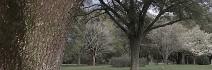 Hammock Farm ✝️🇺🇸🍊 banner