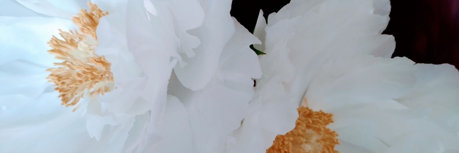 yumika0923's profile banner image