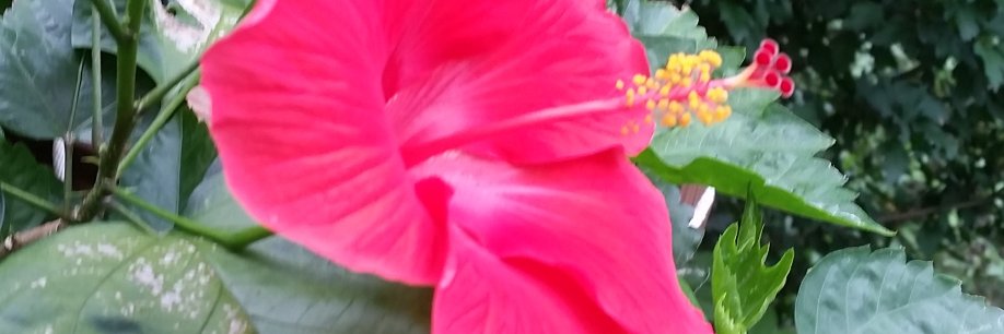 sallylindgren's profile banner image