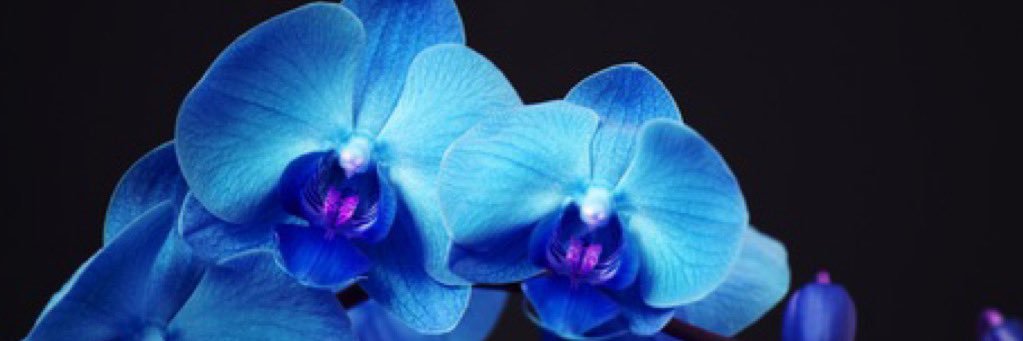 K_Bella18's profile banner image