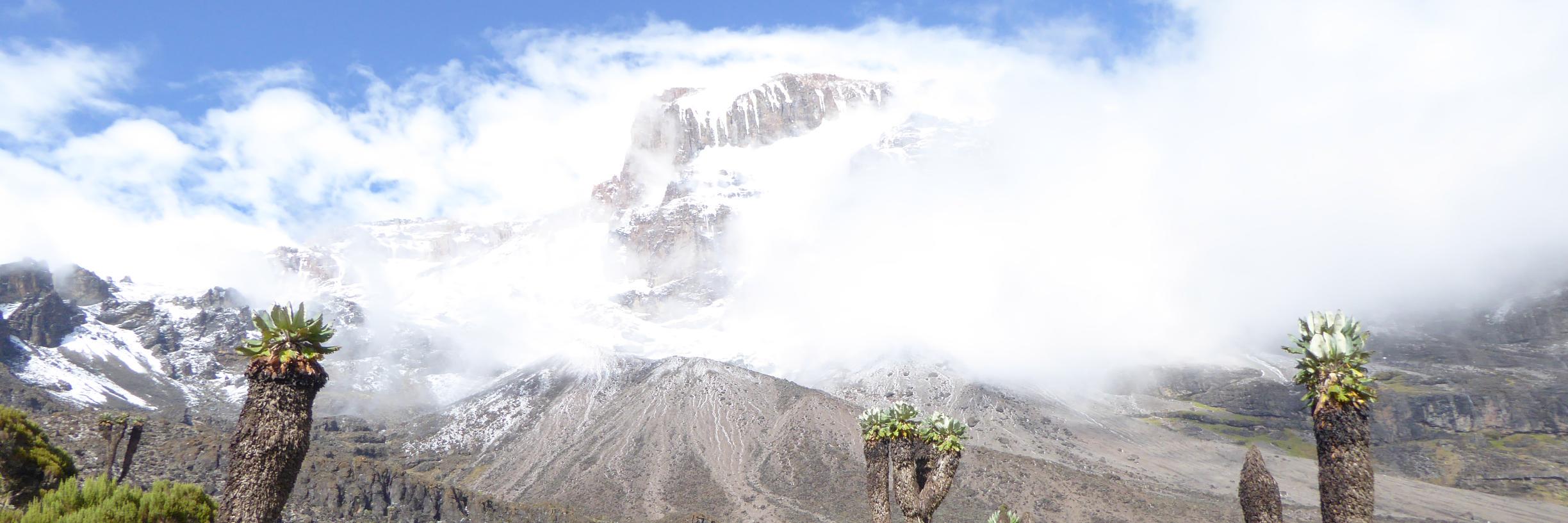 Stephanie Losee banner