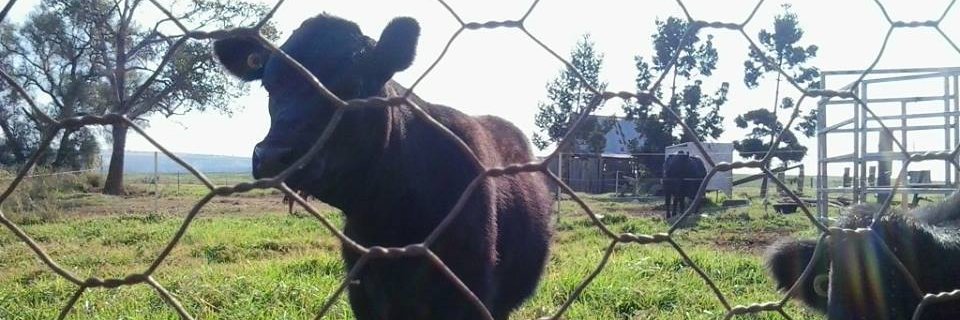 ALE BigPapiTv banner