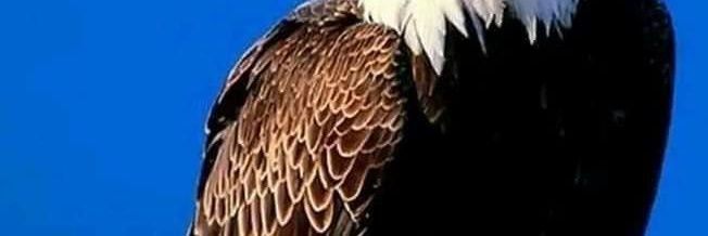 Canay95605809's profile banner image
