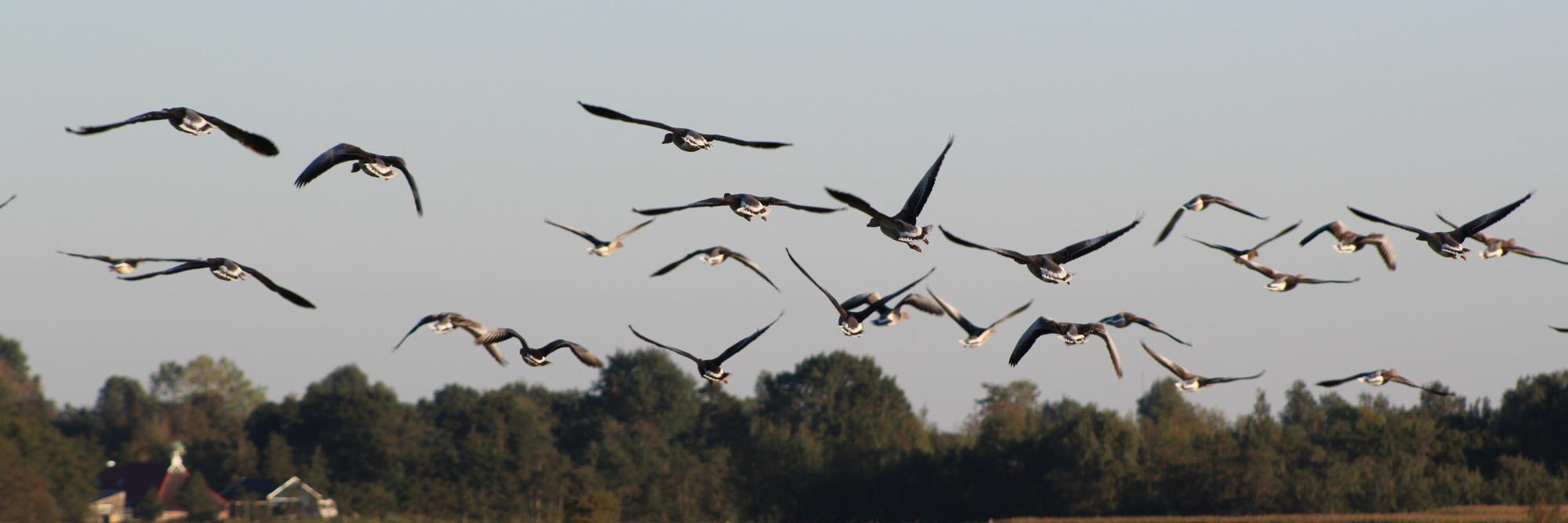 Weekend Nieuwsshow banner