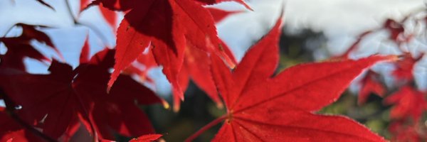 wackyseester Profile Banner