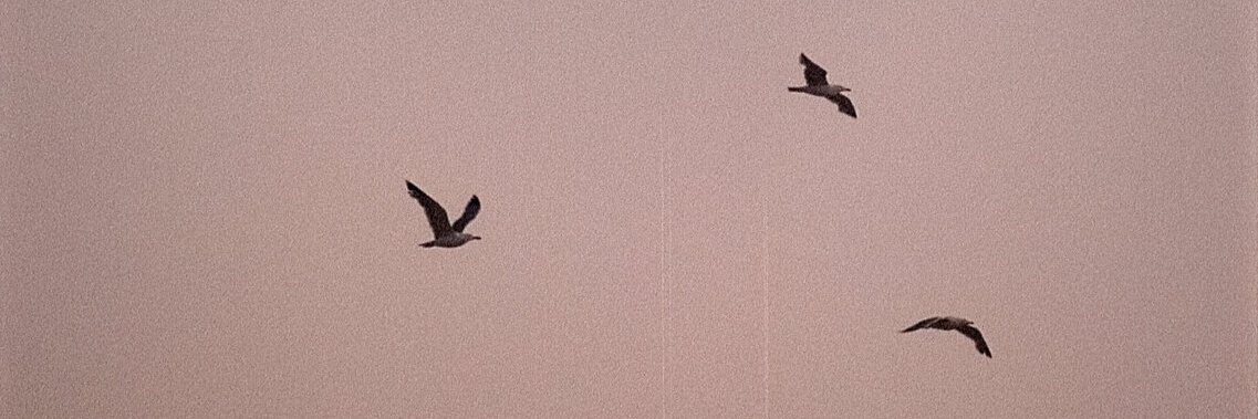 Jacco Meysner banner