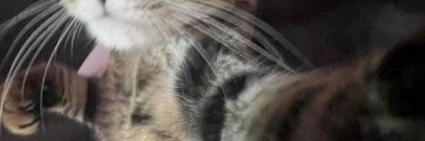 Frases de Doku banner