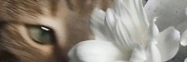 elrachive Profile Banner