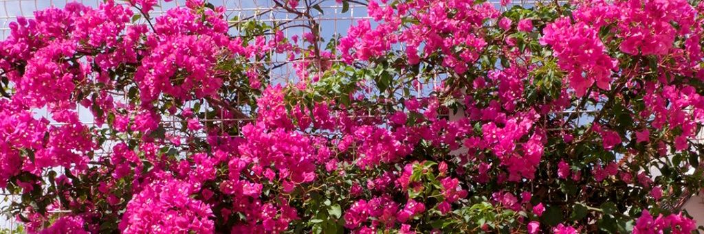 aneeshrawat01's profile banner image