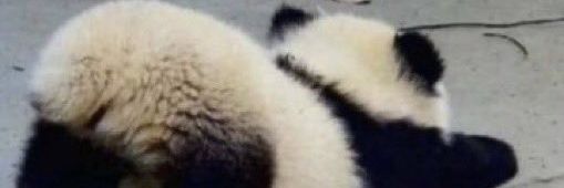 POPIPOPIPANDA's profile banner image