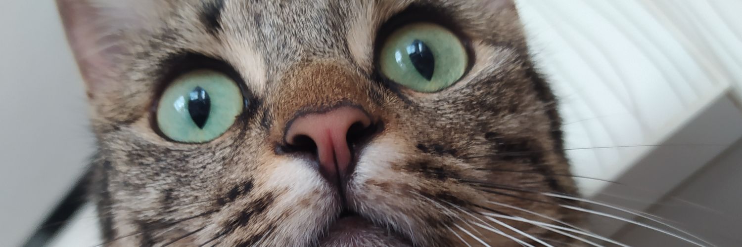 ayyyuce's profile banner image