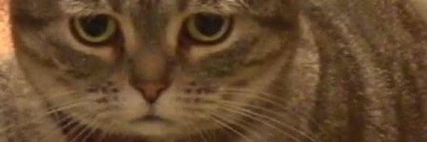 FGMuffins Profile Banner