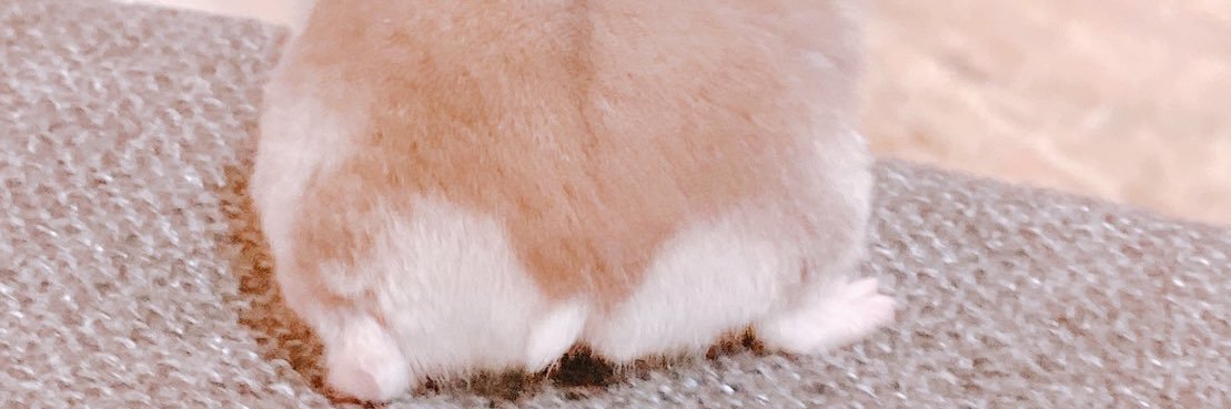 snow_hamhamham's profile banner image