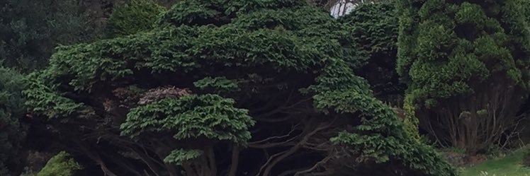 TweetsDahling's profile banner image