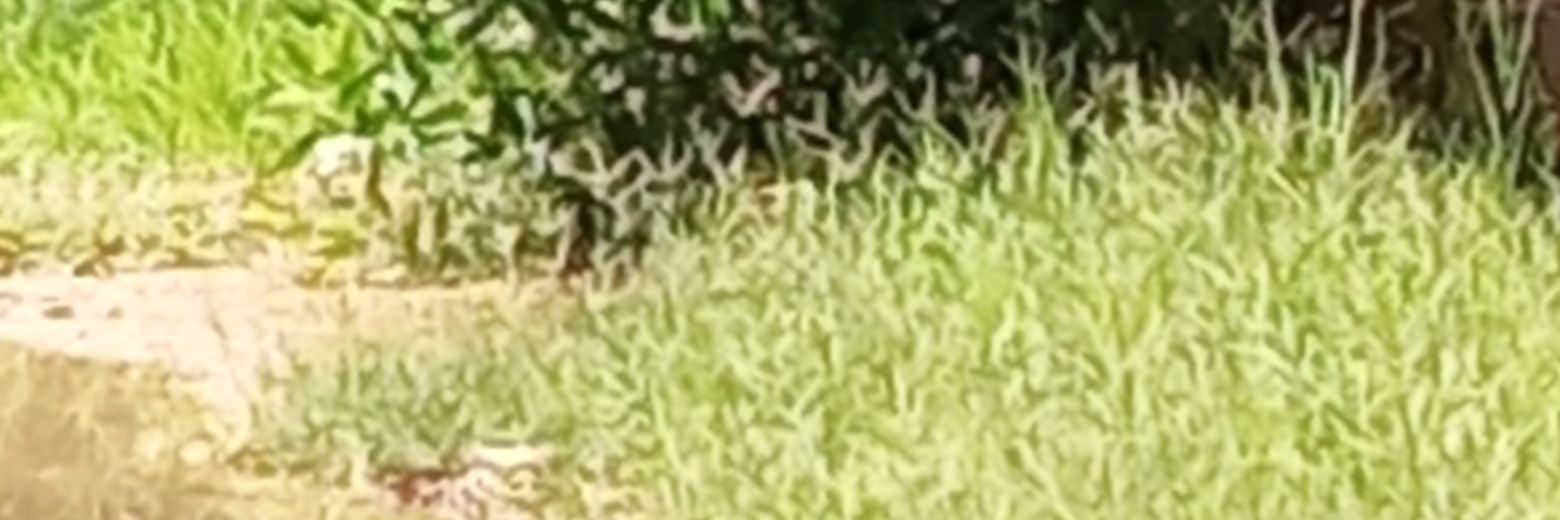 The simple view banner