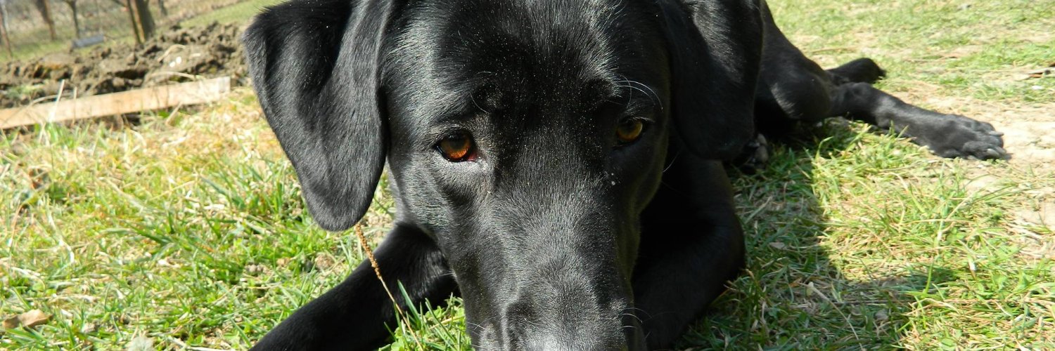 quimi's profile banner image