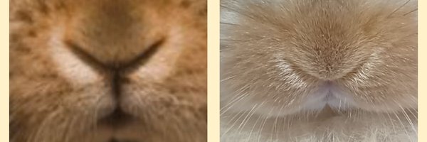 rairaipapachan Profile Banner
