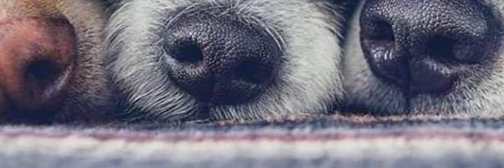 CurlingRiver's profile banner image