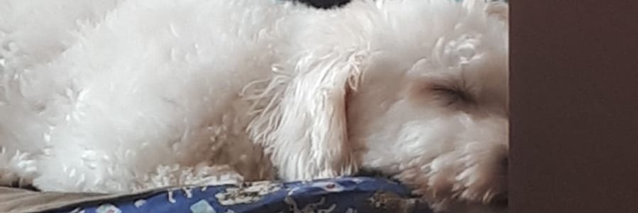 massisbaron's profile banner image
