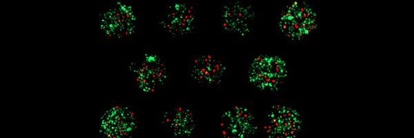 LFE_Maialab Profile Banner
