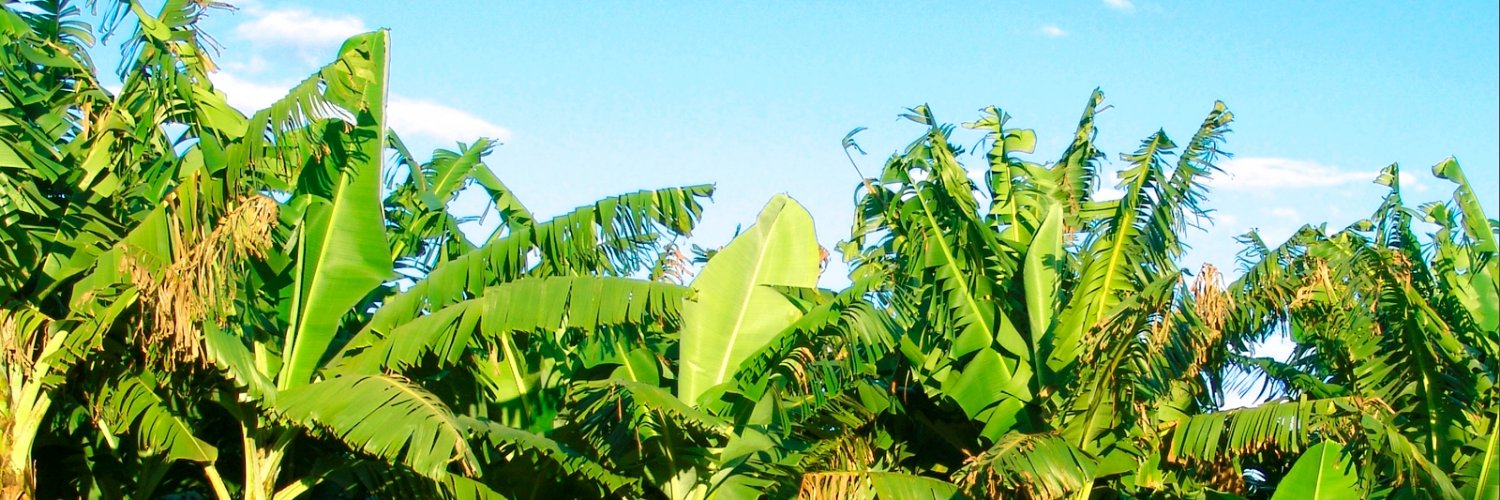 NiftyNanners's profile banner image