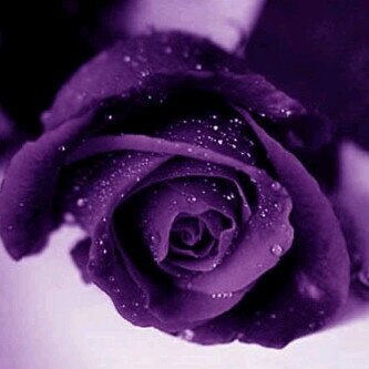 Dee_Purple's profile banner image