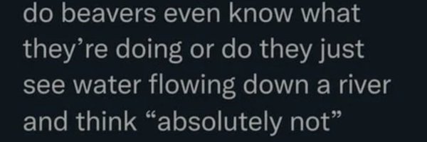 Beaver73139863 Profile Banner