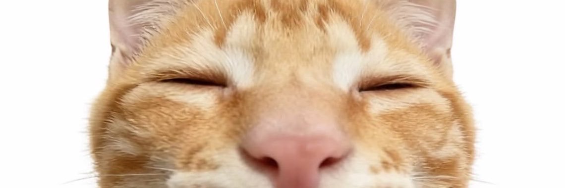 leeknowszaurus_'s profile banner image