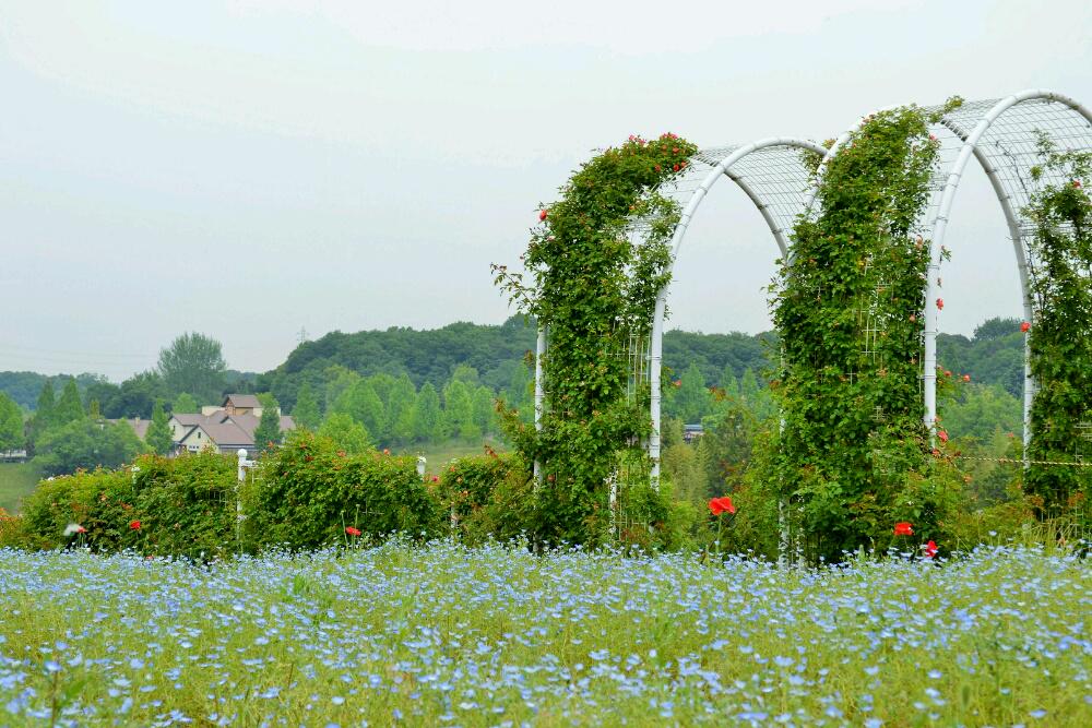 かぉ( ・∀・)ノ● banner