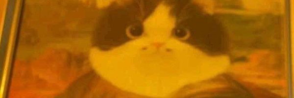 totowwroo Profile Banner