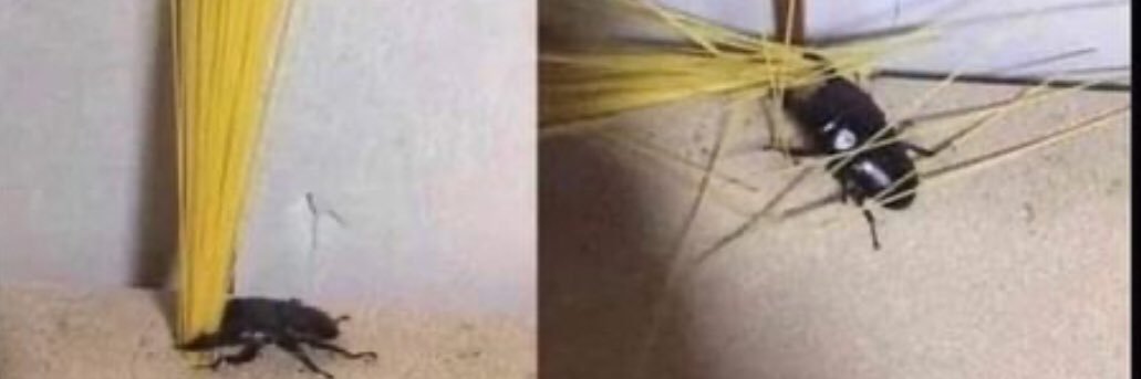 🔞Slightly Buggy🔞 banner