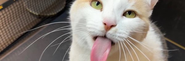alienmasterrl Profile Banner
