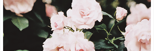 BreeCupcake's profile banner image