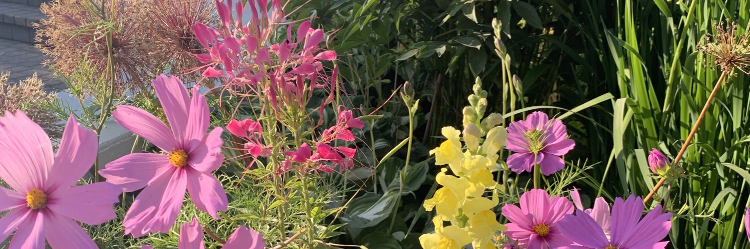 julia_sigler's profile banner image