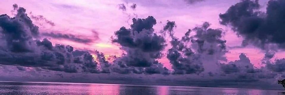 Blue Flamingo banner