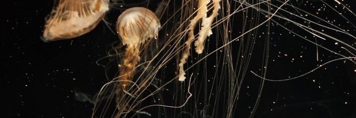 ( ◞‸◟ )​ banner