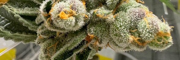 NUGGS banner