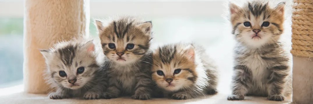 The Internet of Cats 🐈🐈‍⬛'s banner