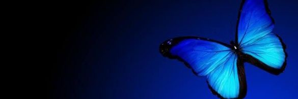 Butafly🦋 banner