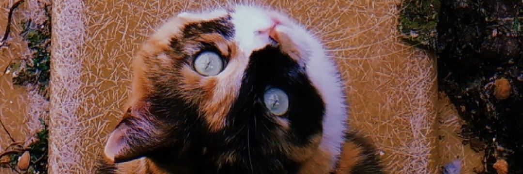 roobeerthaa's profile banner image