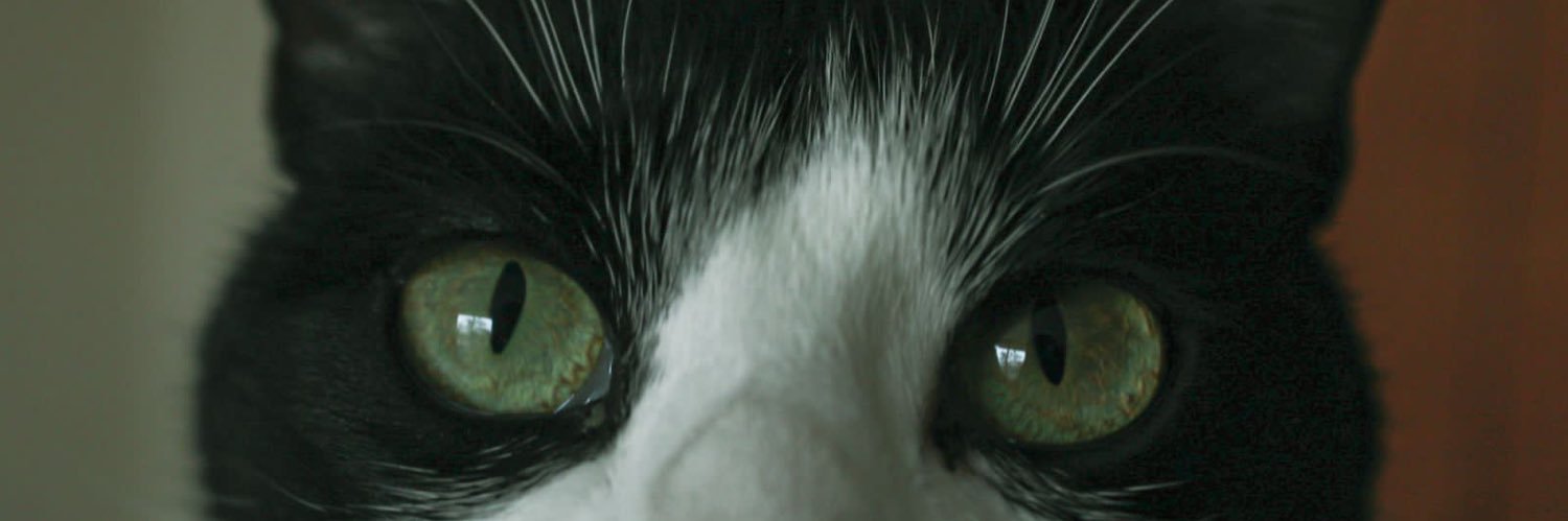 vfobri's profile banner image