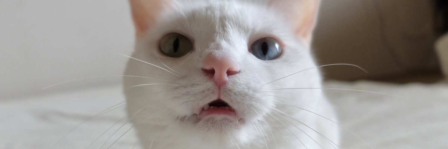 まずるねこ banner