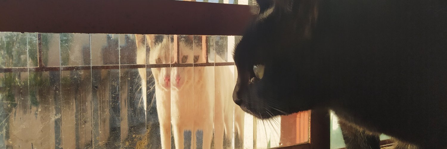 chato fora Abel 🇵🇸🇮🇷 banner