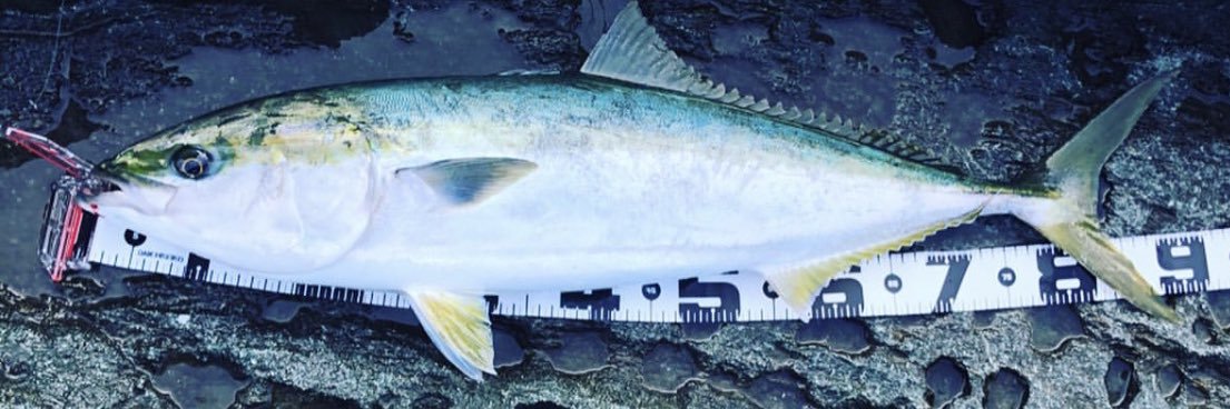 tokky_angler's profile banner image
