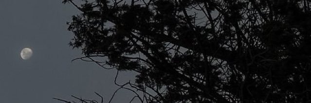 y banner